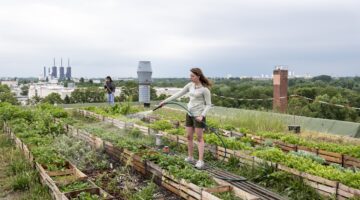Eine junge Frau bewässert mit einem Gartenschlauch Hochbeete auf einem urbanen Dachgarten, während i
