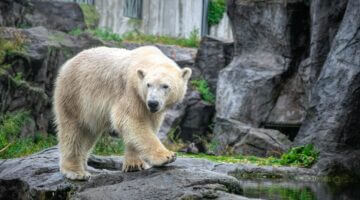 Ein Eisbär läuft auf felsigem Untergrund in einem Zoo-Gehege, mit einem kleinen Wasserbecken und Fel