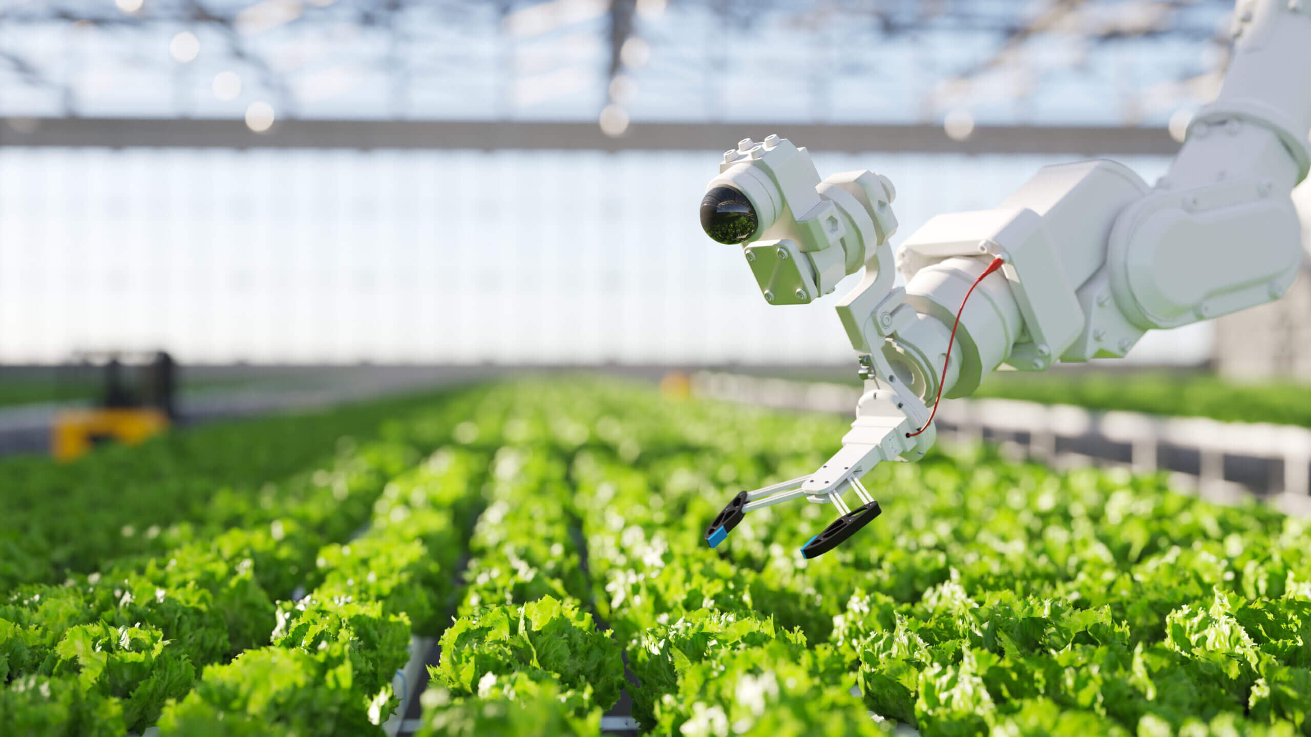 Hydroponische Roboterlandwirtschaft